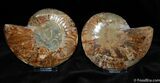 / Inch Split/Polished Ammonite Fossil #386-2